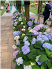 row of multi colored hydrangeas