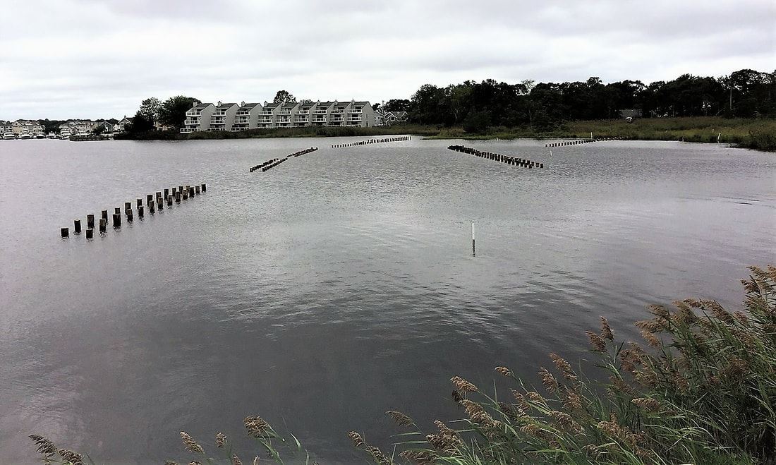 Point Pleasant slade dale Sanctuary water with wooden pilings in the water