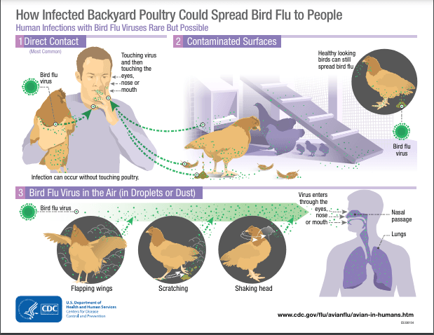 The CDC demonstrates the cycle of avian flu spreading from live poultry to humans.