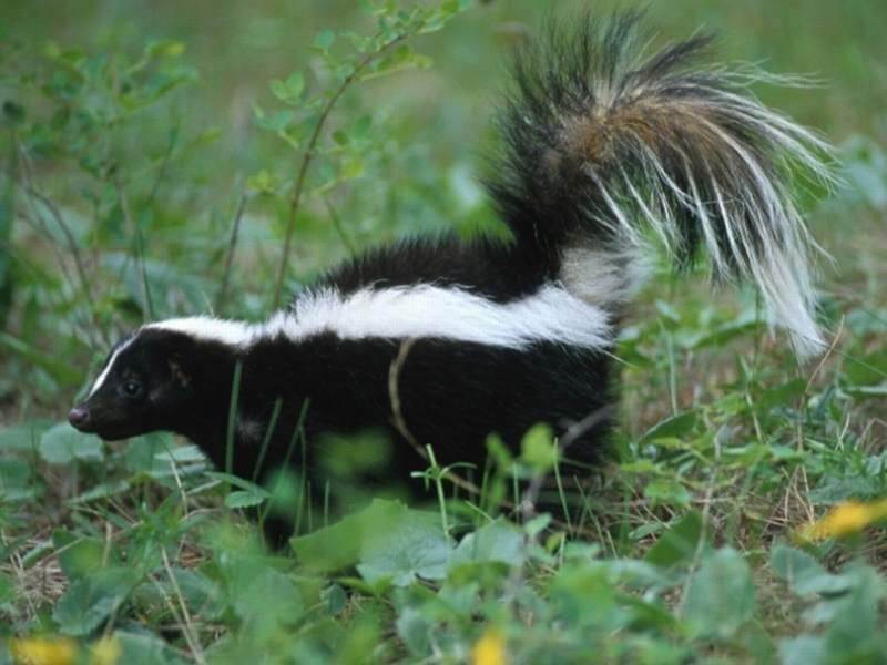 skunk