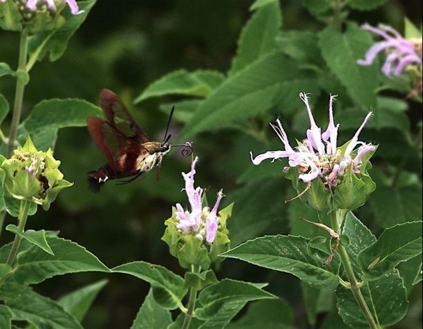 moth and flowers