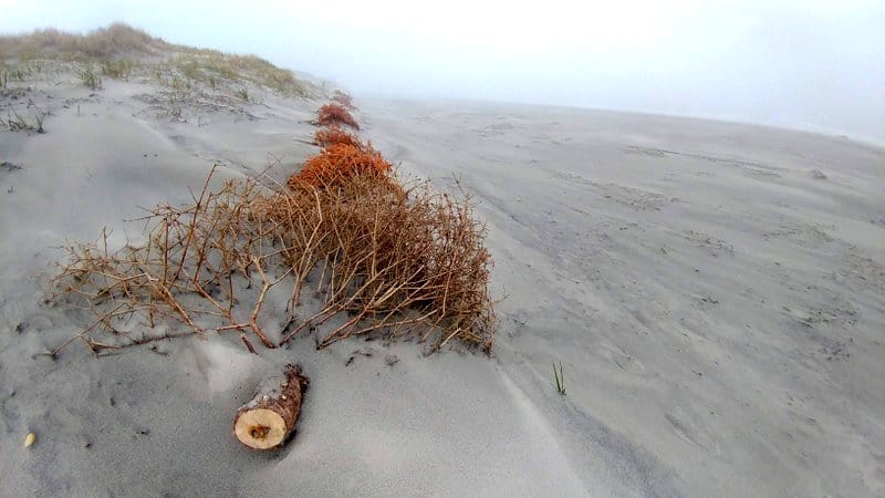 Christmas tree in the dunes