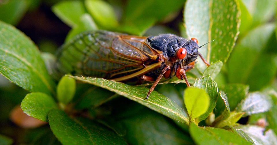 cicada