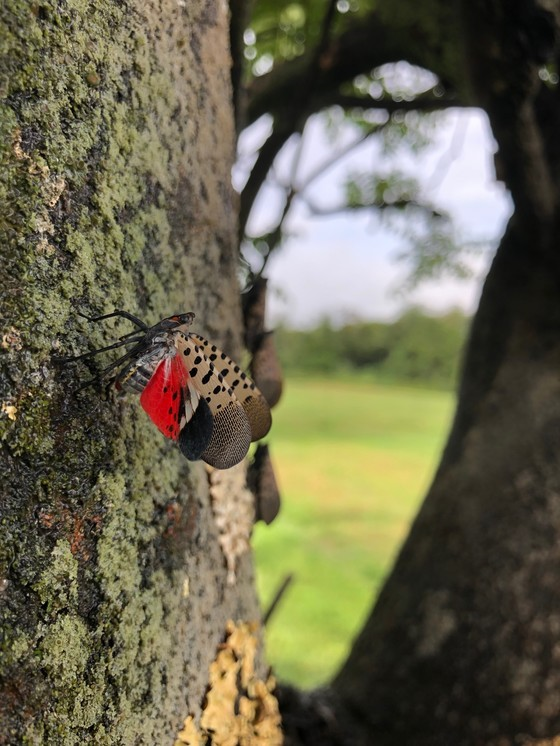 spotted lantern fly