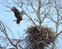 Nesting bald eagles return to the capital county. (Photo by Kevin Buynie)