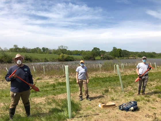 Volunteers planting in a park wearing masks for safety
