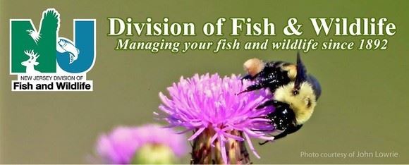 Division of Fish and Wildlife logo with a bee and flower