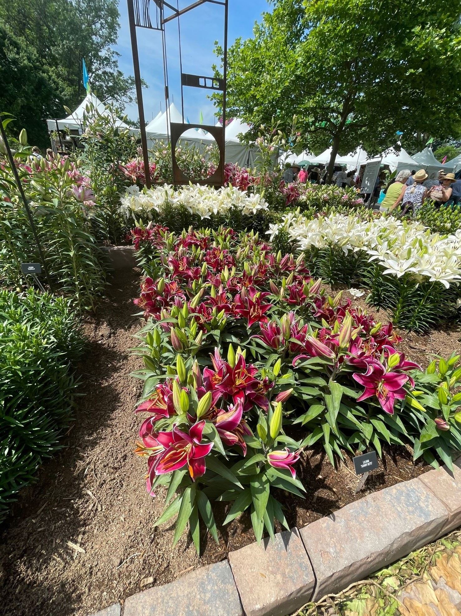 garden of red and white lilies