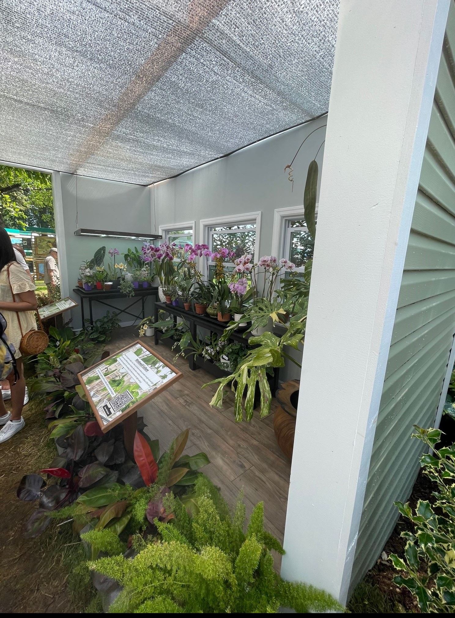 display of windowsill plant ideas