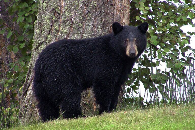 black bear in front of tree