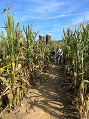 Corn path