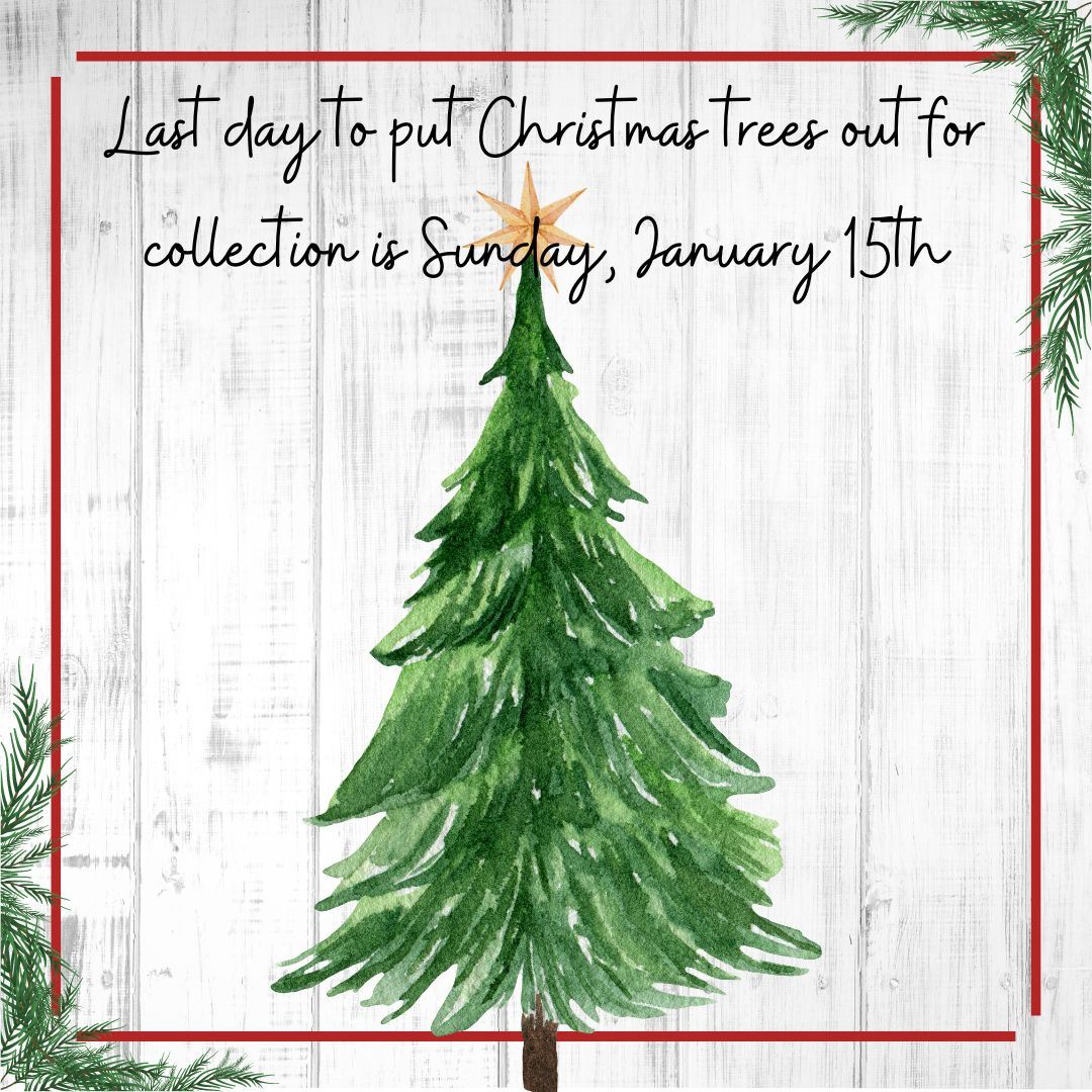 tree and holly on paneling background. Christmas trees must be out by January 15 for pickup