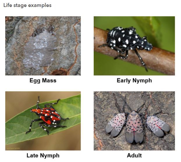 Life stages of the spotted lanternfly