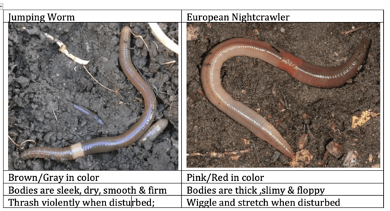 jumping worms