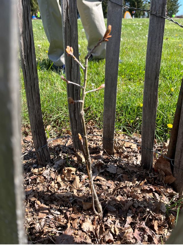Arbor Day image of the Salem Oak seedling in the ground with a fence around it